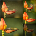 The Smallest Bird Uses a Flower Petal as Her Bathing Spot