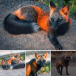 One-of-a-kind orange and black ‘Fire Fox’ strikes a pose for an eager photographer!