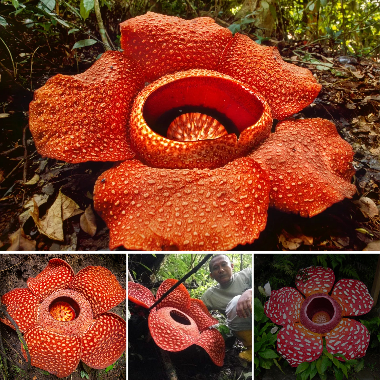 World’s largest flower,’ blooms in the Indonesian rainforest.