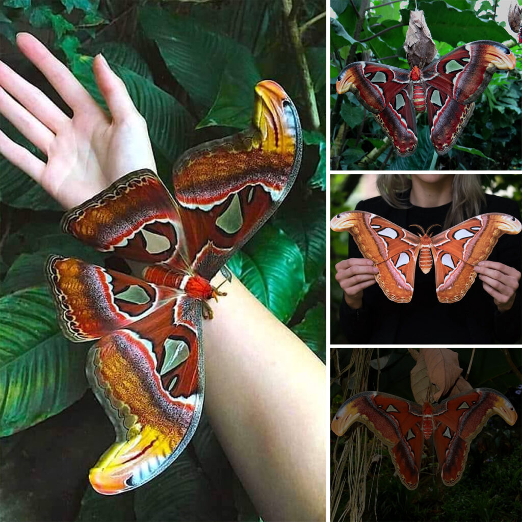 World’s largest moth seen in the U.S. for the first time!