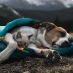 A Cat and a Dog Who Love Traveling Together