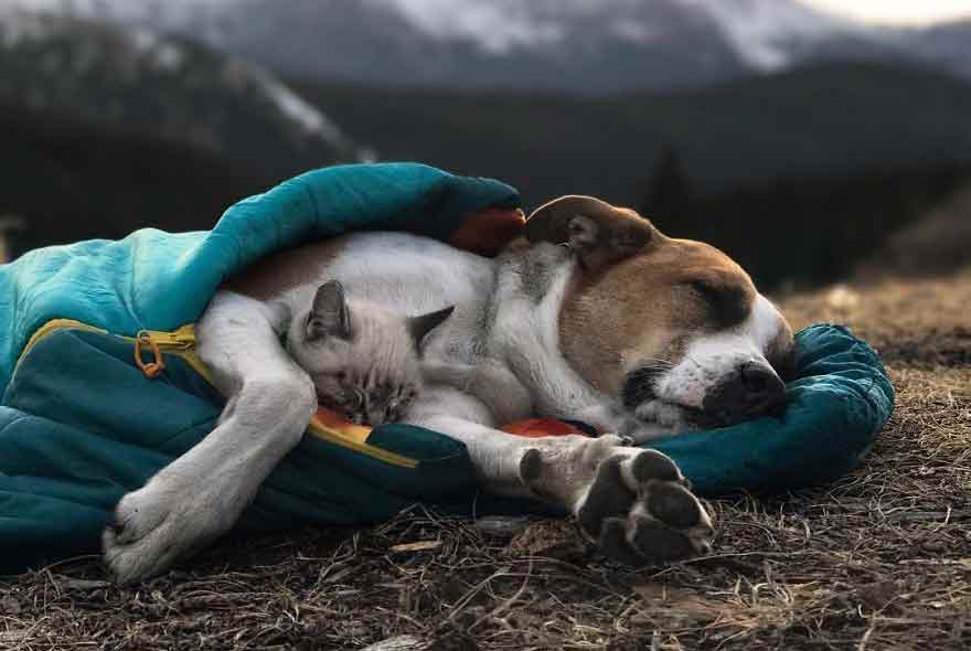 A Cat and a Dog Who Love Traveling Together