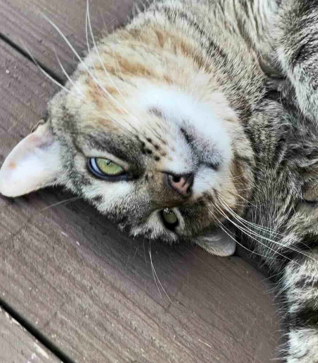 Meet Buster, the Cat Who Transformed a Junkyard and Discovered His Forever Home