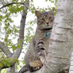 Meet Buster, the Cat Who Transformed a Junkyard and Discovered His Forever Home