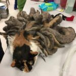 Shorn and Saved: A Neglected Cat with “Octopus” Matted Fur!