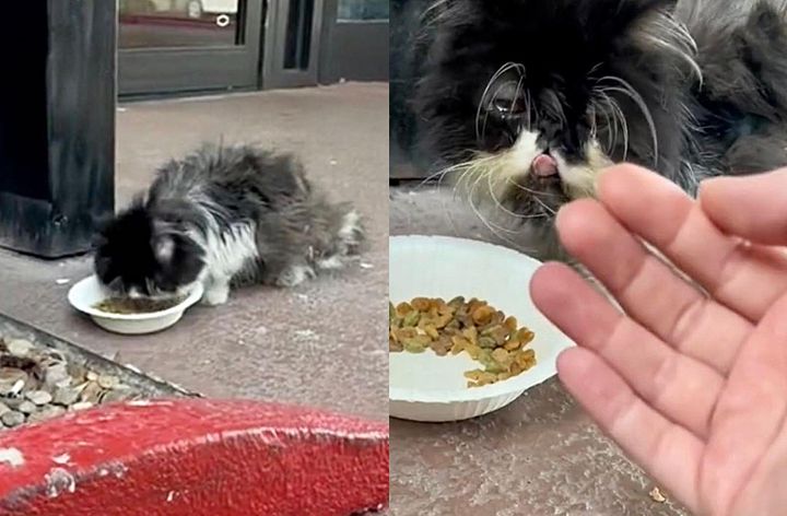 A Hotel Cat’s Journey to Find a Forever Home After Winning Hearts