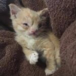 A 10-day-old kitten with congenital defects finds a forever home.