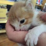 When a lifeless kitten is found curled up by the roadside, a miracle unfolds.