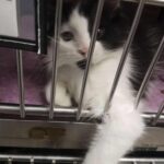 A lost kitten wanders up to a couple, meowing for a chance to find a new home