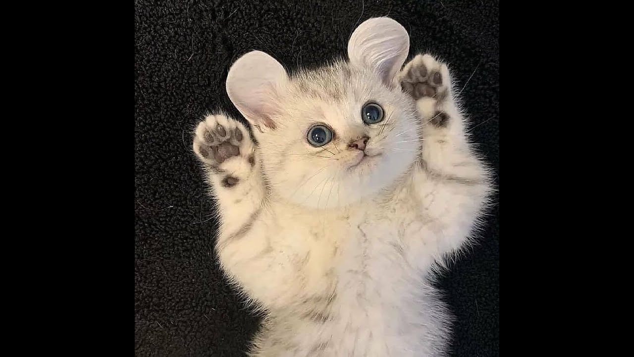 Discover the feline that looks just like a sweet little mouse