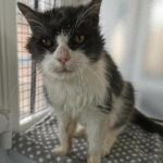 Senior Shelter Cat, at the Age of 21, Starts a Brand New Chapter