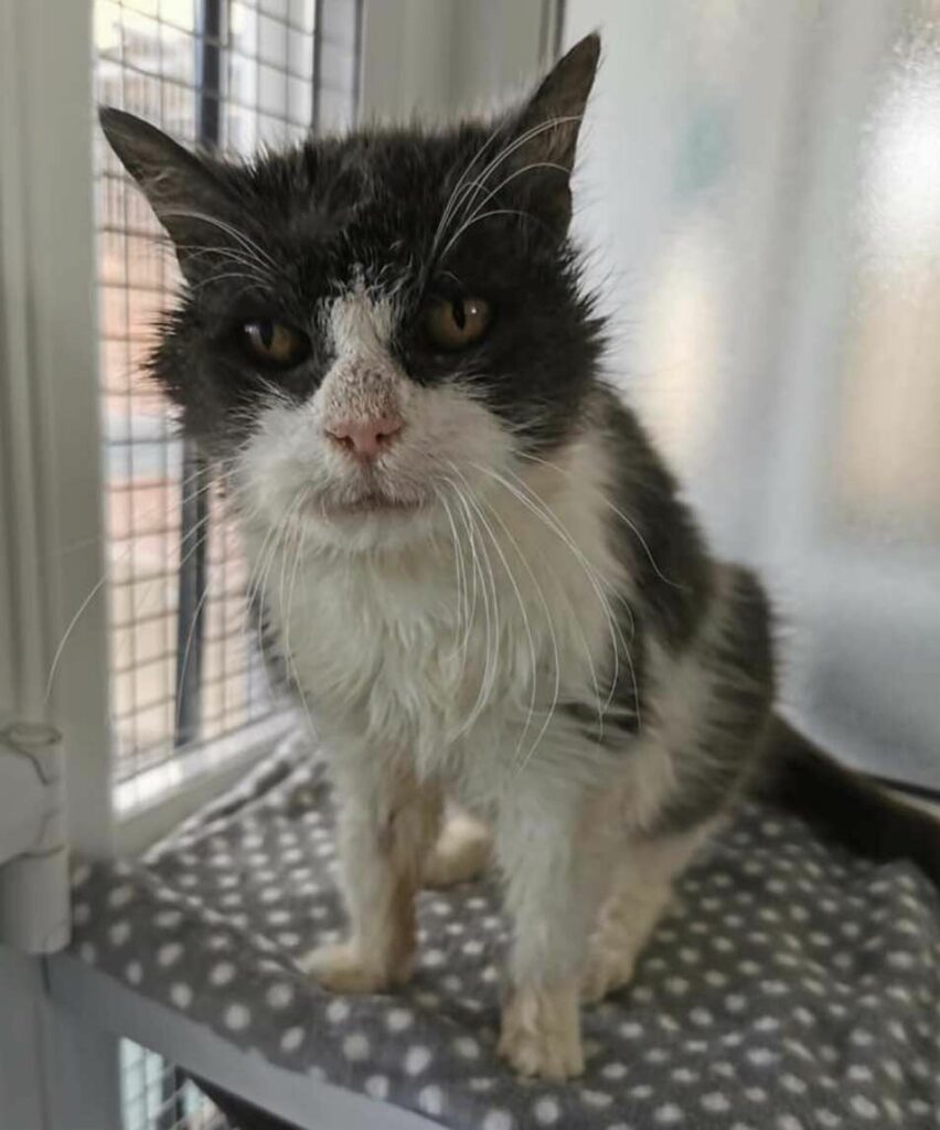 Senior Shelter Cat, at the Age of 21, Starts a Brand New Chapter