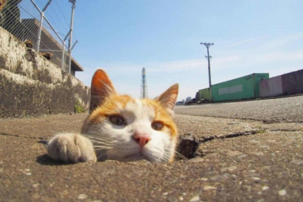 Stray Cats Discover Endless Fun in Drain Pipe Holes: You Won’t Believe Their Playful Antics