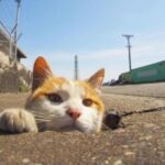 Stray Cats Discover Endless Fun in Drain Pipe Holes: You Won’t Believe Their Playful Antics