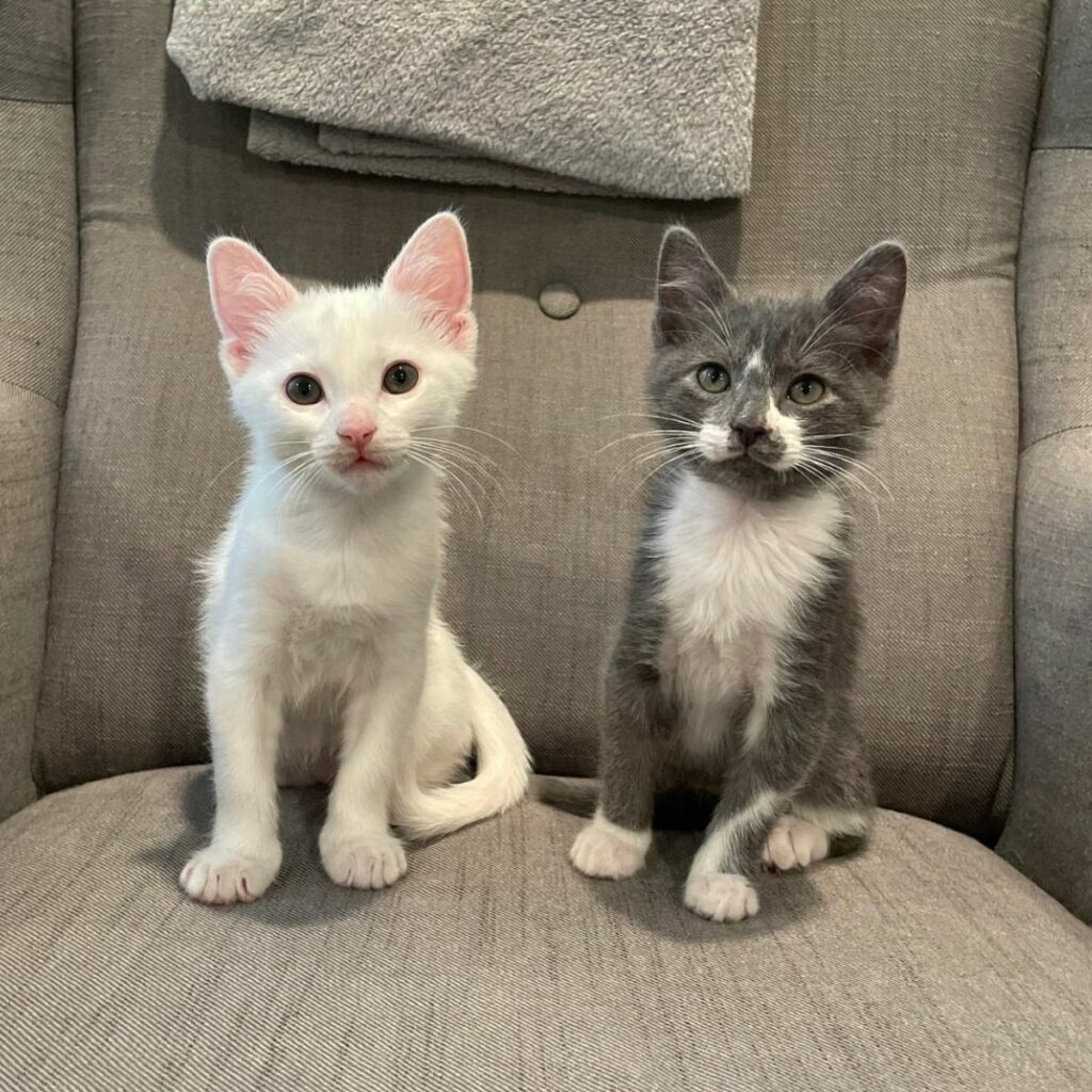 Bravely battling for survival, freezing kittens rescued and taken to a shelter in Texas.