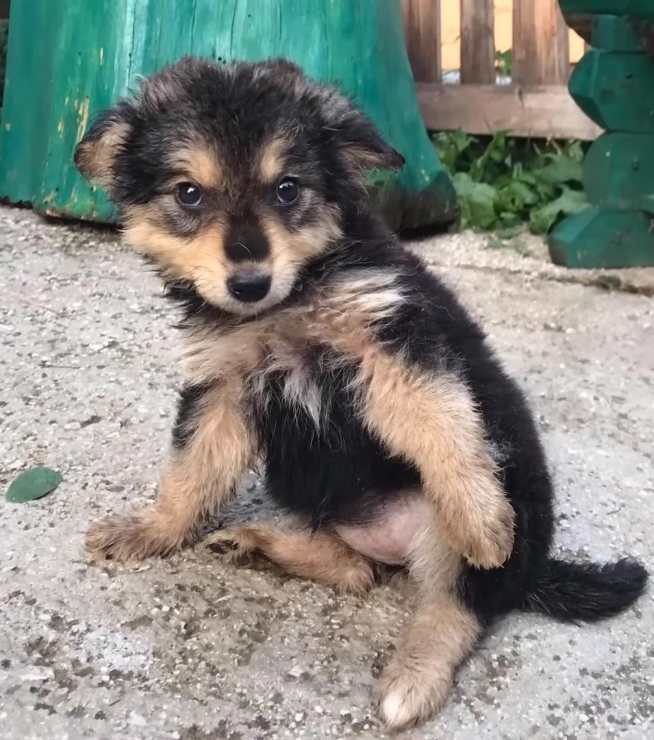 Poor lost dog was helped by a kind woman