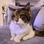 The 23-year-old cat, who has ruled her dad’s heart for more than two decades