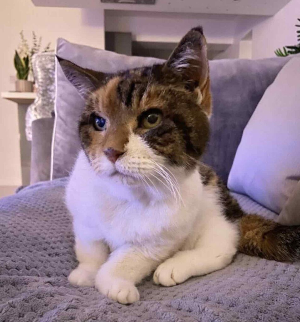 The 23-year-old cat, who has ruled her dad’s heart for more than two decades