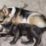 A man cares for a tiny gray kitten, which then follows him everywhere he goes.