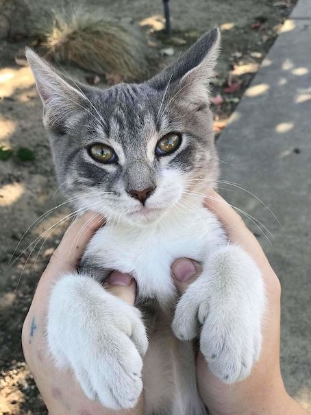 22 Stunning Cats with Unique Genes That Boost Their Cuteness Factor