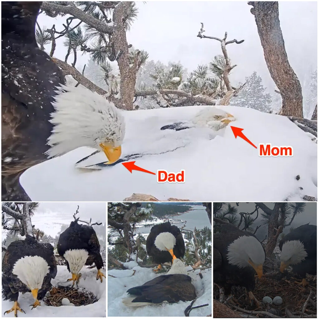 The parent eagles take turns covering their eggs with snow to protect them.