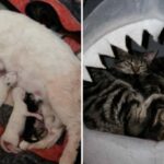 The touching story of six different cats who saved their neighbor’s cat.