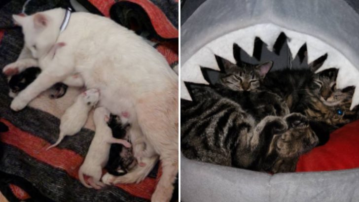 The touching story of six different cats who saved their neighbor’s cat.