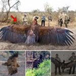 Researchers Have Just Captured a Mysterious Giant Bird with Massive Wings.