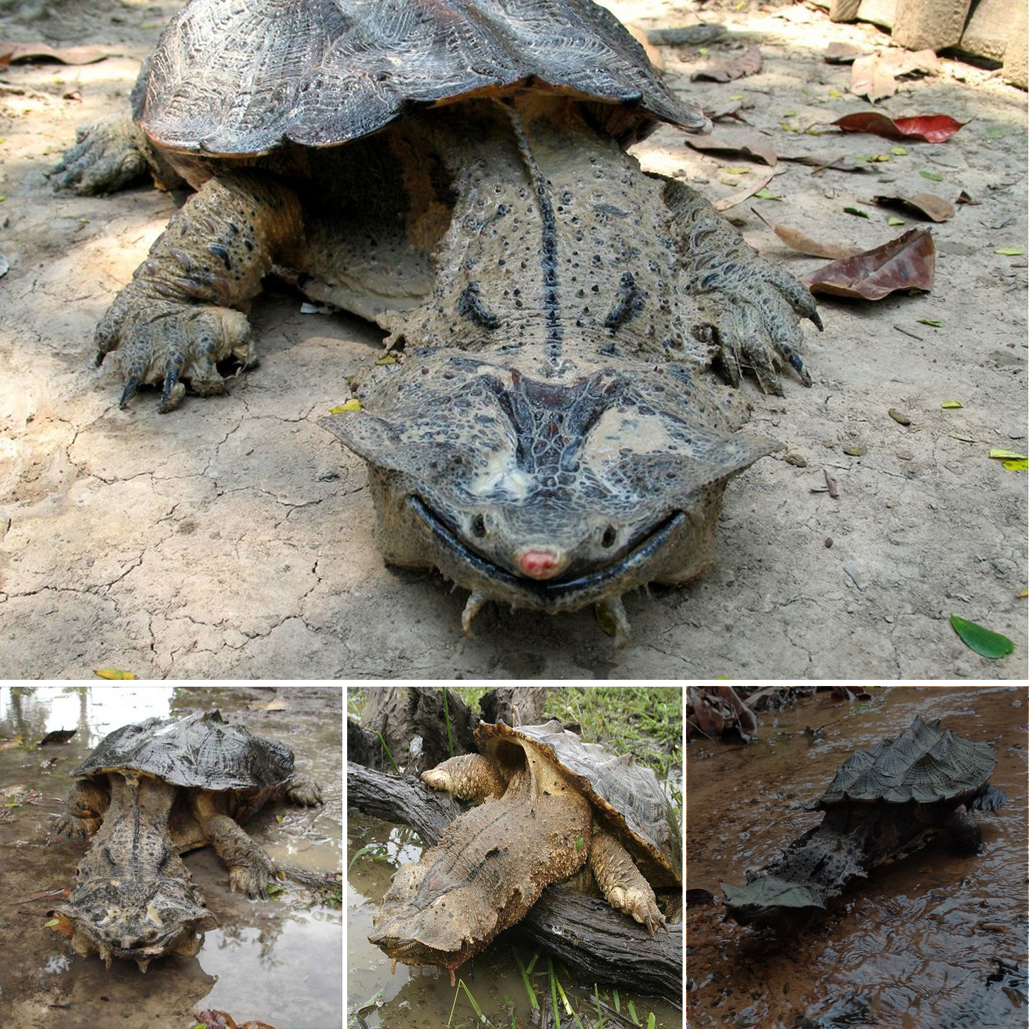 This Unusual Turtle Always Sports a Smile and Has an Incredible Way of Feeding!