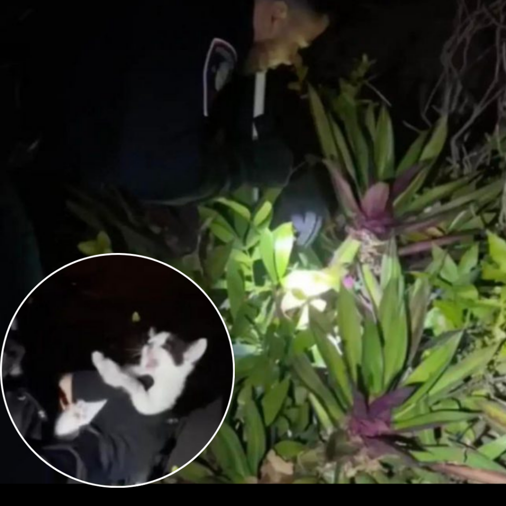 An Officer Stunned by Strange Noises from the Bushes Uncovers an Adorable Surprise.