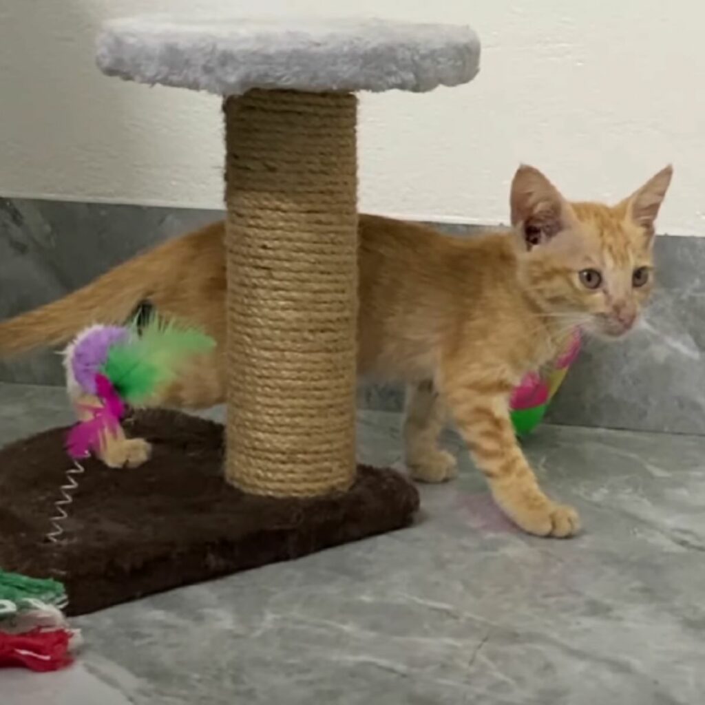 Unable to lift his head, the orange kitten lies amid the rubble, crying out in pain and distress.