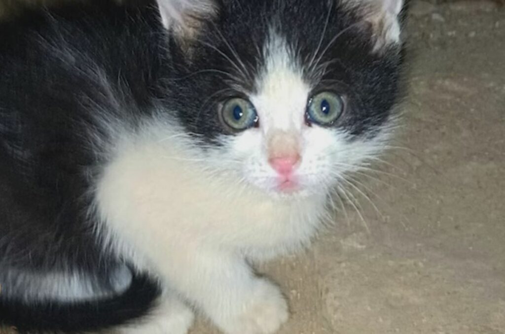 After their mother’s tragic accident, a heartbroken woman finds two tiny kittens huddled together