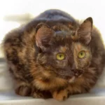 Everything You Need to Know About Tortoiseshell Cats