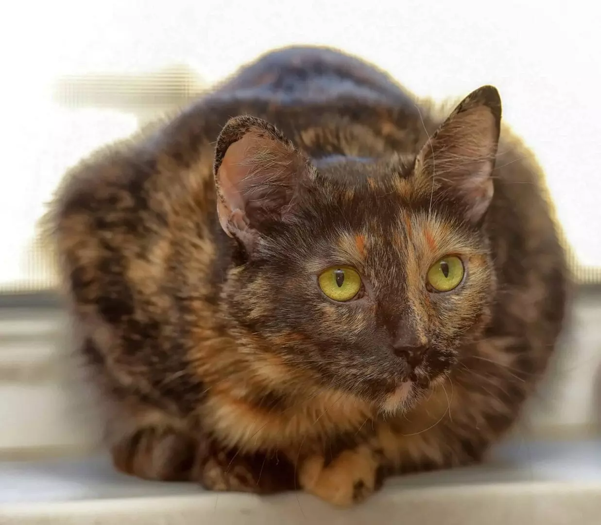 Everything You Need to Know About Tortoiseshell Cats